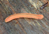Brachycybe petasata; Millipede species