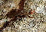 Scathophaga furcata; Dung Fly species