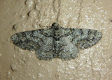 6594 - Cleora sublunaria; Double-lined Gray Moth