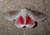 7709 - Sphingicampa bicolor; Honey Locust Moth 