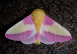 7715 - Dryocampa rubicunda; Rosy Maple Moth 