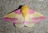7715 - Dryocampa rubicunda; Rosy Maple Moth