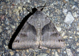 8739 - Caenurgina erechtea; Forage Looper Moth; male