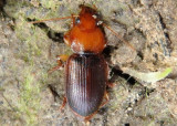 Amphasia interstitialis; Ground Beetle species