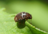Kateretidae Short-winged Flower Beetle species