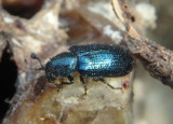 Necrobia violacea; Cosmopolitan Blue Bone Beetle; exotic