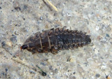 Photuris Firefly species larva 
