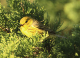 Prairie Warbler; female