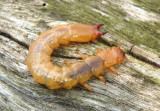Pyrochroidae Fire-colored Beetle species