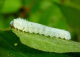 Allantinae Common Sawfly species larva