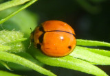 Coelophora inaequalis; Variable Lady Beetle; exotic