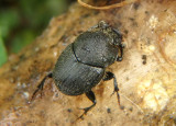 Onthophagus hecate; Scooped Scarab; male