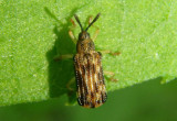 Sumitrosis inaequalis; Leaf Beetle species