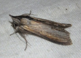 10200 - Cucullia asteroides; Goldenrod Hooded Owlet