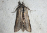 10200 - Cucullia asteroides; Goldenrod Hooded Owlet 