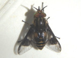 Chrysops aestuans; Deer Fly species; male 