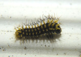7767 - Hyalophora cecropia; Cecropia Moth caterpillar; first instar