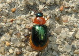 Gastrophysa polygoni; Leaf Beetle species; female; exotic