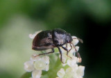Corimelaena pulicaria; Ebony Bug species
