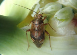 Lygus lineolaris; Tarnished Plant Bug