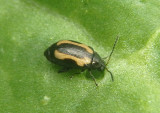 Phyllotreta striolata; Striped Flea Beetle