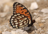 Speyeria idalia; Regal Fritillary; male