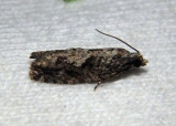 3259-3268 - Gretchena Tortricid Moth species