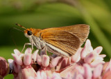 Euphyes bimacula; Two-spotted Skipper; male