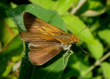 Euphyes bimacula; Two-spotted Skipper; male