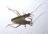 Teratocoris discolor; Planthopper species 
