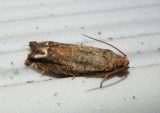 3173 - Epiblema abruptana; Abrupt Epiblema Moth