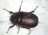 Phyllophaga June Beetle species