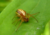 Araneus pratensis; Orb Weaver species