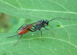 Cryptus albitarsis; Ichneumon Wasp species; female