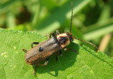 Rhaxonycha carolina; Carolina Cantharid