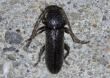 Tylonotus masoni; Long-horned Beetle species