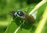Nematini Common Sawfly species