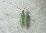 Blepharidopterus provancheri; Plant Bug species