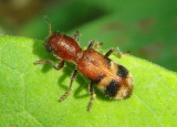 Enoclerus rosmarus; Checkered Beetle species