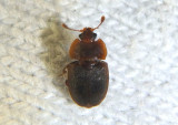 Epuraea rufa; Sap-feeding Beetle species