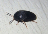 Eustrophopsis bicolor; Polypore Fungus Beetle species