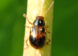 Paria fragariae; Strawberry Rootworm Beetle