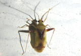 Phytocoris tibialis; Plant Bug species