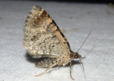 7416 - Costaconvexa centrostrigaria; Bent-line Carpet; female
