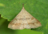 8384.1 - Renia flavipunctalis; Yellow-spotted Renia