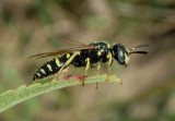 Philanthinae Apoid Wasp species
