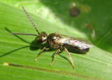 Dialictus Sweat Bee species; male