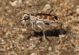 Ellipsoptera macra; Sandy Stream Tiger Beetle