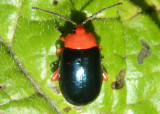 Asphaera lustrans; Shiny Flea Beetle 