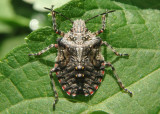 Brochymena Rough Stink Bug species nymph